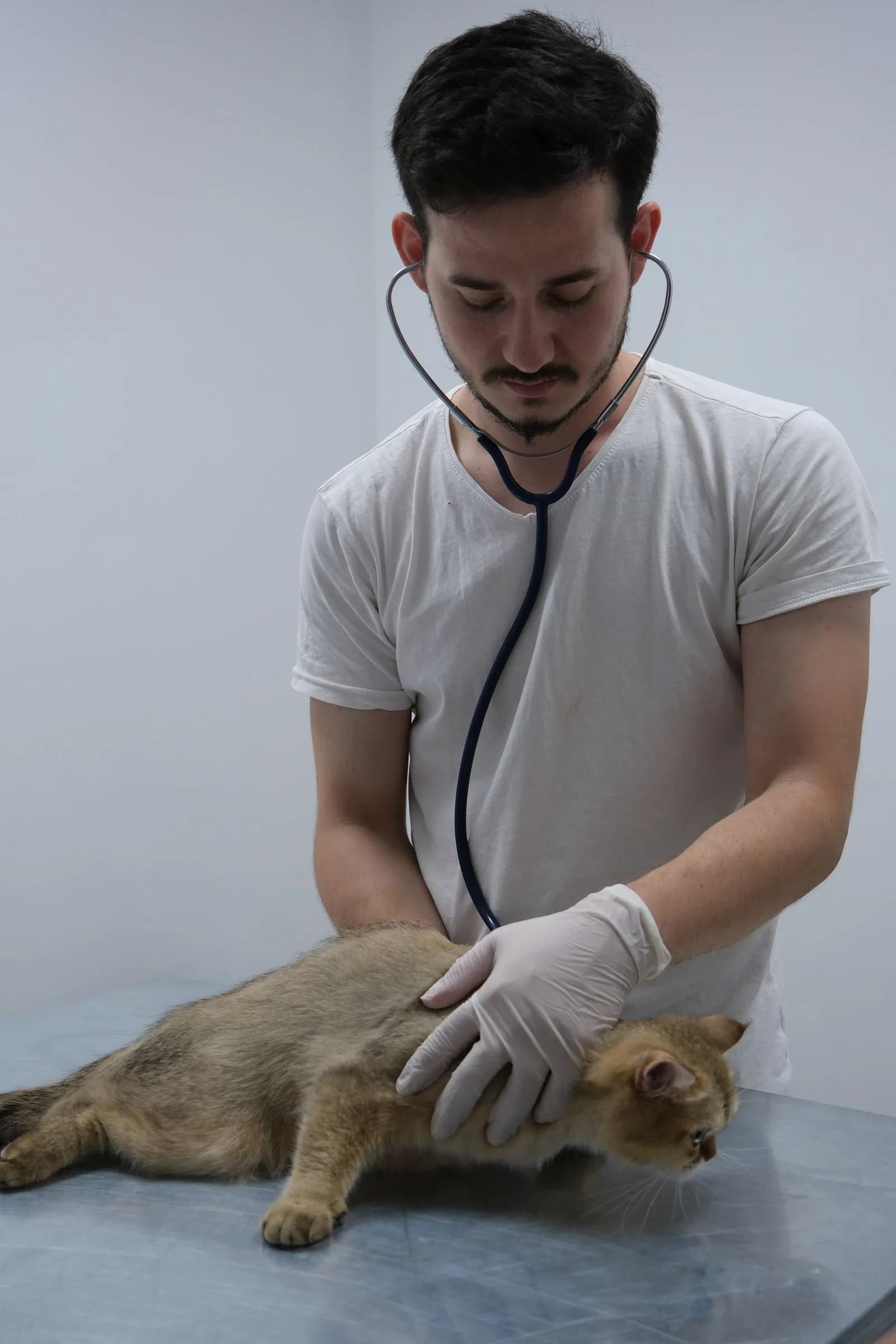 Veterinarian caring for cat — Veterinarians marketing by TML Agency