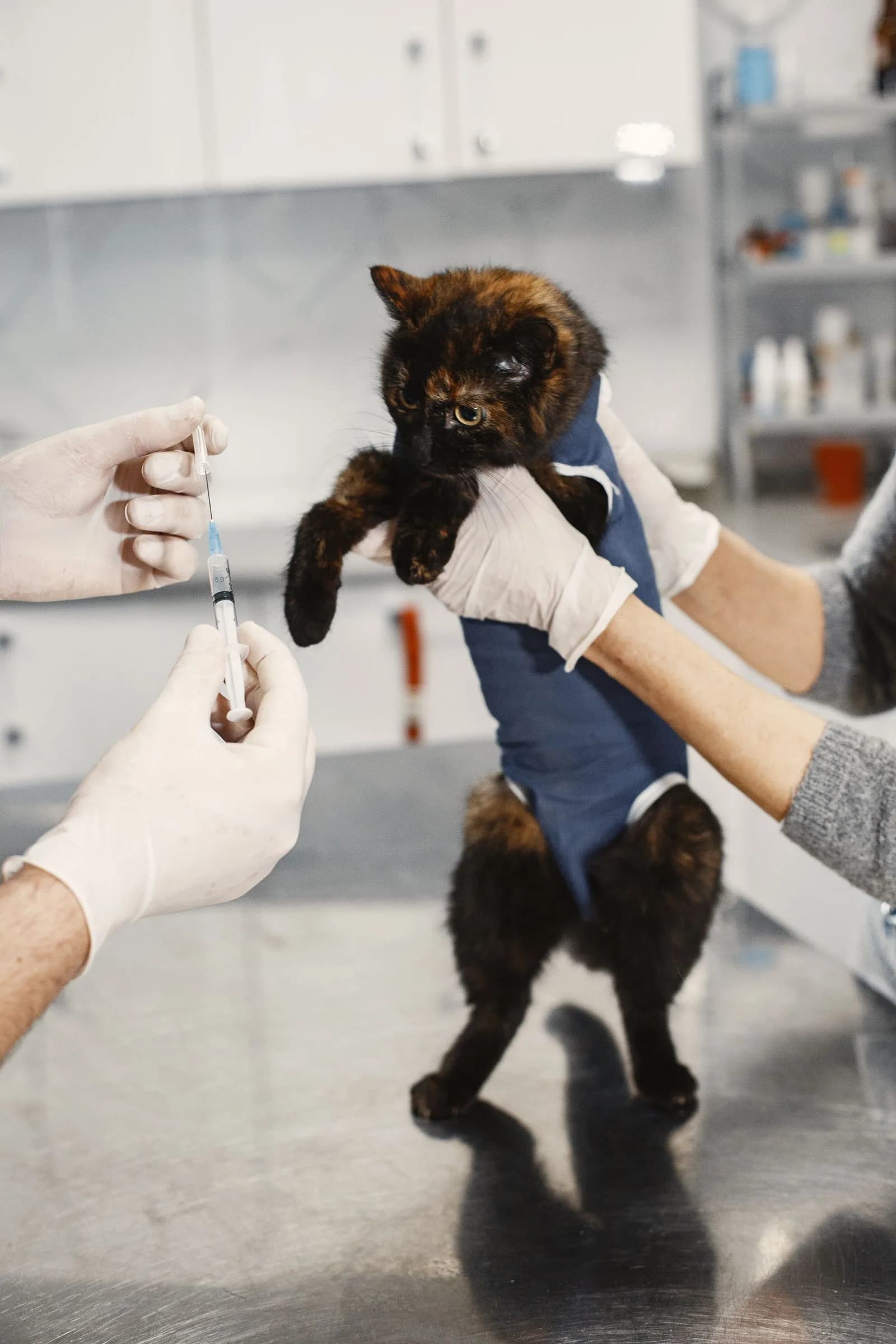 Veterinarian vaccinating pet — Veterinarians marketing by TML Agency