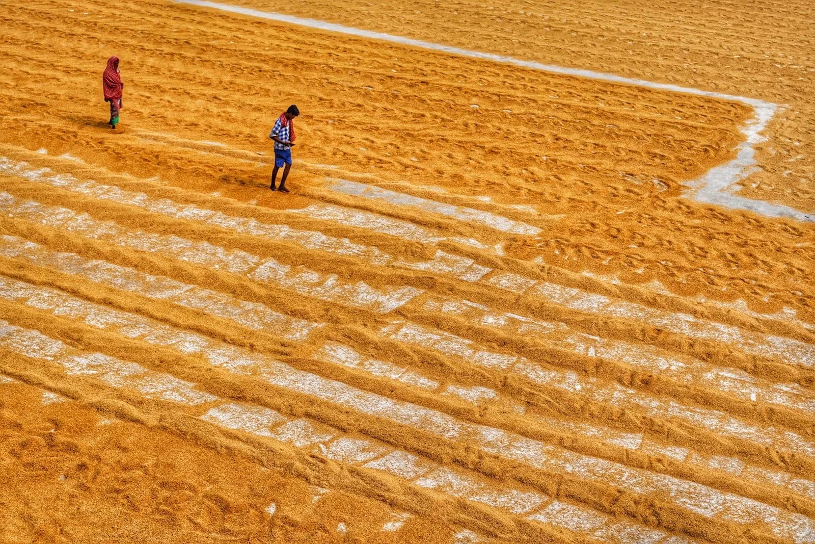 Farm workers harvesting — Agriculture & AgTech marketing by TML Agency